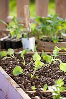 Vegetable raised bed with newly planted seedlings.