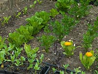 Kitchen garden with recently planted rows of young lettuce, parsnip and marigold.