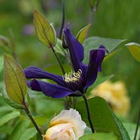 Clematis integrifolia, a scrambling clematis suitable for containers, with yellow roses.