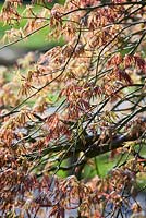 Acer palmatum var. dissectum Dissectum Atropurpureum. Purple cut-leaved Japanese maple