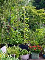 Salvaged containers including a water tank, packing crate, galavanised wash tub, bread bin and basket planted with runner beans, strawberry plants and Pelargoniums.