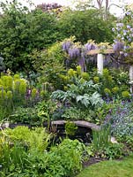 Small town garden. Circular pergola glimpsed across pond and spring bed of erysimum, tulip, forget-me-not, abutilon,  cardoon, euphorbia, camassia, aquilegia.