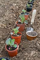 Brassica oleracea  - 'greyhound'. Transplanting spring cabbage plants with garden line, pelleted fish, blood and bonemeal, and hand trowel,