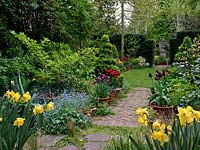 Long, thin 50m x 9m town garden. Path edged in daffodil, box, forget-me-not, comfrey and skimmia. Pots of tulips - Arabian Mystery, Abu Hassan, Prinses Irene, Negrita and Black Jewel.