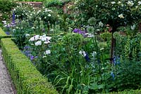A classical box edged border with standard Rosa 'Alberic Barbier' underplanted with mixed perennials including Allium 'Globemaster' and 'Nigrum, Delphinium 'Blue bees' and Papaver 'Perry's White'.