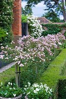 Rosa 'Nazomi' grown as standards, underplanted by Rosa 'The Fairy' in a formal box edged border. In distance Rosa 'Goldfinch'.