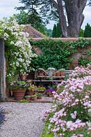 The gravel path to the the container garden with pink Rosa 'Nazomi' and Rosa 'Gold Finch' on the wall.