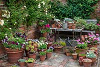 A container garden and collection of Victoriana in the corner of the walled garden. Plants in pots include viola, pelargonium, dianthus, thymus and succulent sedum with Rosa 'Gold Finch' flowering on the wall behind.