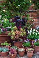 A container garden with plants including Aeonium, sedum, succulents, viola and pelargonium.