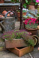 A square terracotta container with creeping thyme, pinks and watering can behind.