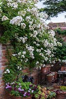 Rosa 'Gold Finch', a rambling rose almost thornless.