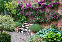 Rosa 'Perennial Blue' is trained along the brick wall above a bench with containers of lavender and hostas.