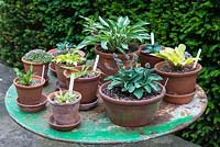 A collection of young Hosta plants with varieties including 'Teeny Weeny Bikini', 'Tongue Twister', 'Tattle Tails' and 'Coconut Custard'.