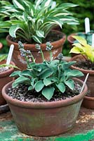 A young hosta in bud growing in terracotta pot.