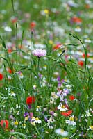 A wildflower meadow annual seed mix of predominantly daisies, poppies, toadflax, clover, cow parsley and cornflowers.