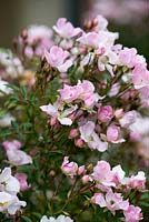 Rosa 'Nazomi' is a spreading dwarf shrub rose