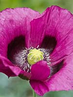 Papaver somniferum - Opium poppy