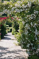 Rosa 'Sander's White Rambler' trained on a pergola in The Queen Mother's Rose Garden at RHS Rosemoor, Devon