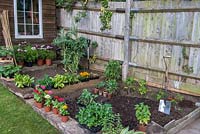 Creating a small raised vegetable garden. A small step is created with wooden sleepers keeping the beds level. The beds are now for planting with runner beans, broad beans, peas, Lollo Rosso and Cos lettuce, raspberries and blackcurrents. 