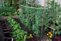 A small raised vegetable garden on two levels planted with Cos and Lollo Rosso lettuce, pea Kelvedon Wonder, runner bean Scarlet Emperor, broad bean Bunyard's Exhibition with Tagetes to deter common insect pests.