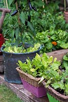 Containers in a vegetable garden planted with cut and come again salad leaves and Royal Black chillies.
