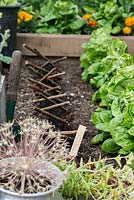 A small raised vegetable bed planted with Cos and Lollo Rosso lettuce with old canes arranged to deter birds from disturbing newly sown spinach seeds.