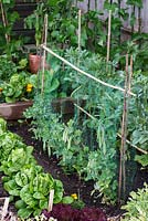 A small raised vegetable garden on two levels planted with Cos and Lollo Rosso lettuce with pea Kelvedon Wonder growing up a net support.