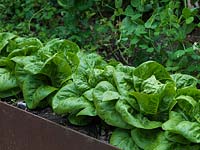 Lettuces grown in raised bed, retained with rusty metal edging strips.