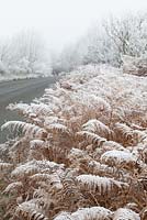 Pteridium aquilinum - Hoar frost on bracken by a road. 