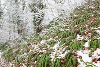 Asplenium scolopendrium - Hart's tongue fern,  in a winter woodland in Gloucestershire with frost and snow