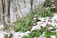 Asplenium scolopendrium - Hart's tongue fern,  in a winter woodland in Gloucestershire with frost and snow