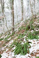 Asplenium scolopendrium - Hart's tongue fern,  in a winter woodland in Gloucestershire with frost and snow
