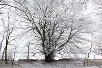 Hoar frost on beech trees in woodland near Birdlip on a snowy winter's morning. Fagus sylvatica