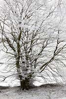 Fagus sylvatica - Hoar frost on beech trees in woodland near Birdlip on a snowy winter's morning. 