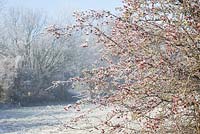 Crataegus monogyna - Hoar frost on Hawthorn berries. 