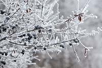 Prunus spinosa. Hoar frost on sloes. Blackthorn. 