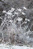 Heracleum sphondylium - Hoar frost on the seedheads of Hogweed