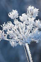 Heracleum sphondylium. Hoar frost on seedheads of Hogweed