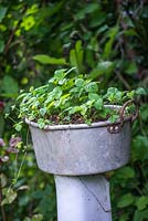 Bob Flowerdew's organic vegetable garden. An old aluminium washing bowl is planted with strawberries.