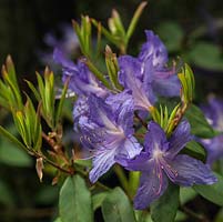 Rhododendron augustinii, a deciduous azalea bearing blue flowers in spring