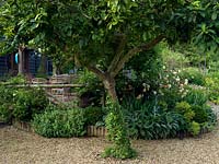 Glimpse beneath an old medlar tree to garden with roses and hardy geranium, to one side, and to the other, a raised terrace with dining table and sofas.
