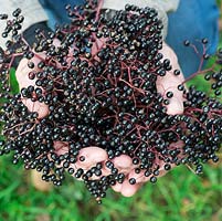 Handful of elderberries