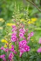 Antirrhinum 'Pretty in Pink'