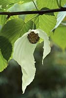 Davidia involucrata 