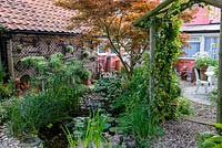 A town garden with Acer palmatum tree shading a fish pond with aquatic and marginal plants.