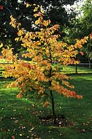 Parrotia Persica, young specimen on lawn, autumn colours in October, paradise centre, Suffolk