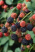 Rubus fruticosus 'Thornfree' - blackberry, close-up of fruit in September