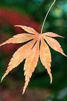 Acer palmatum - Japanese Maple - Westonbirt Arboretum