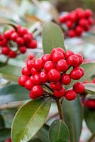 Skimmia japonica Reevesiana 'Chilan Choice'