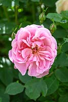 Rosa 'Hyde Hall English' Rose - David Austin Rose Garden